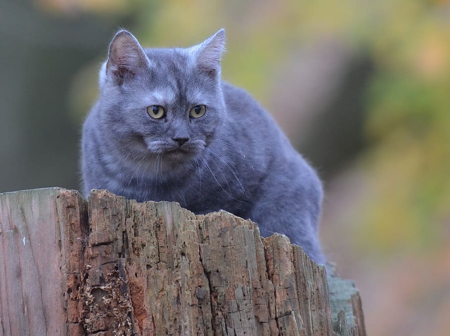 Cat, Tree, Young, Forest, young cat, domestic Cat, animal, pets HD wallpaper