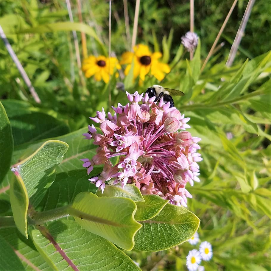 wild flowers, bee, insects, greenery, outdoors, nature, bloom HD wallpaper