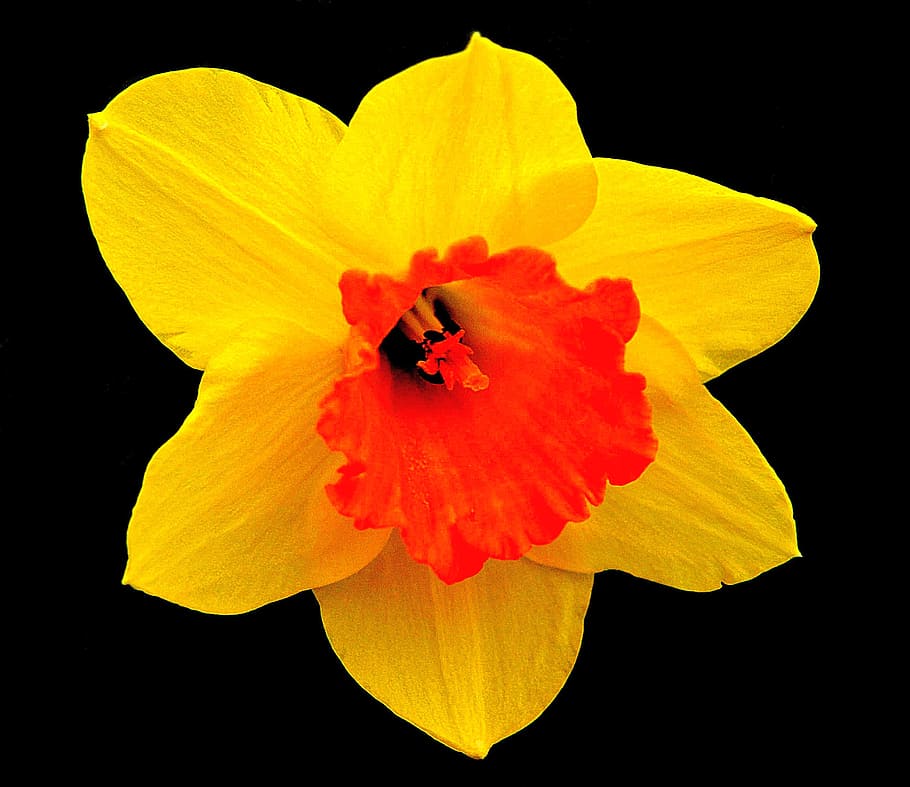 daffodil, blossom, bloom, flower, spring, flowering plant, fragility HD wallpaper