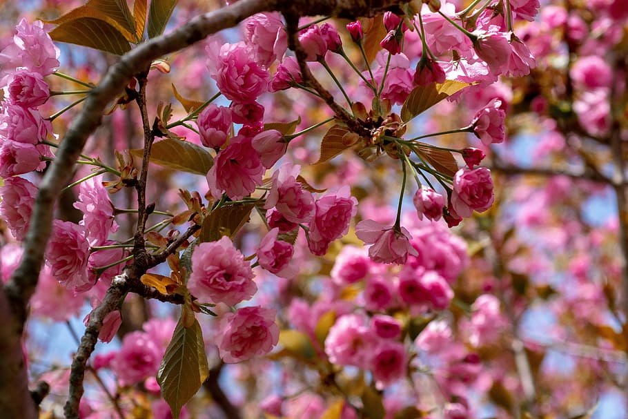 flowering crab, tree, spring, blossom, apple, branch, nature HD wallpaper