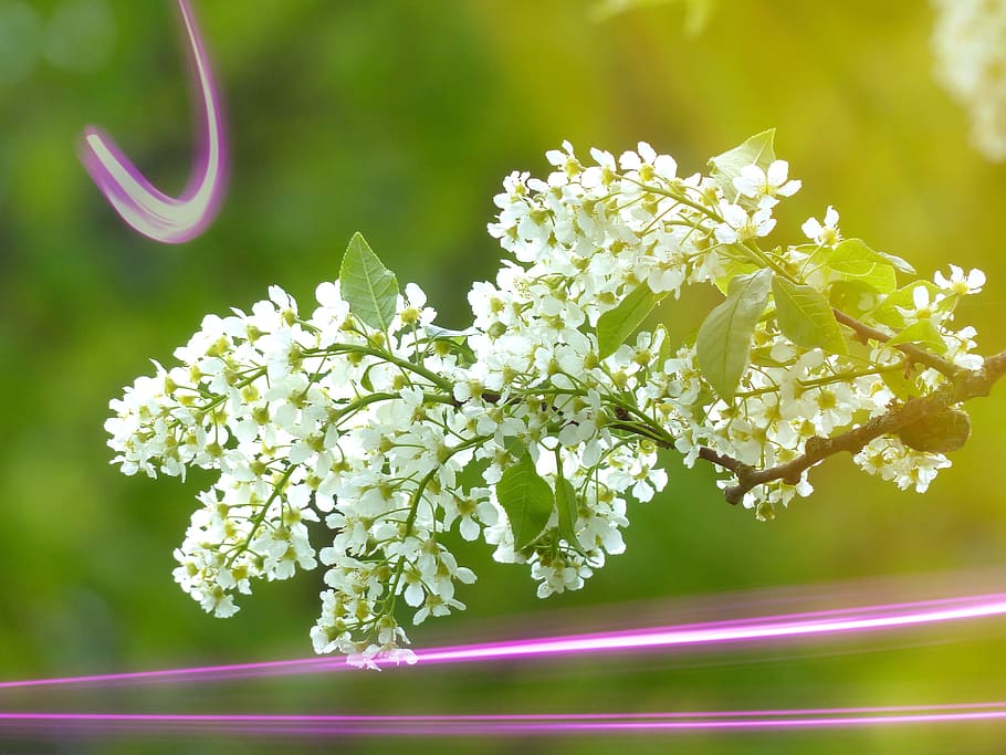 Grape, Blossom, Tree, Bloom, grape blossom, plant, laser beams HD wallpaper