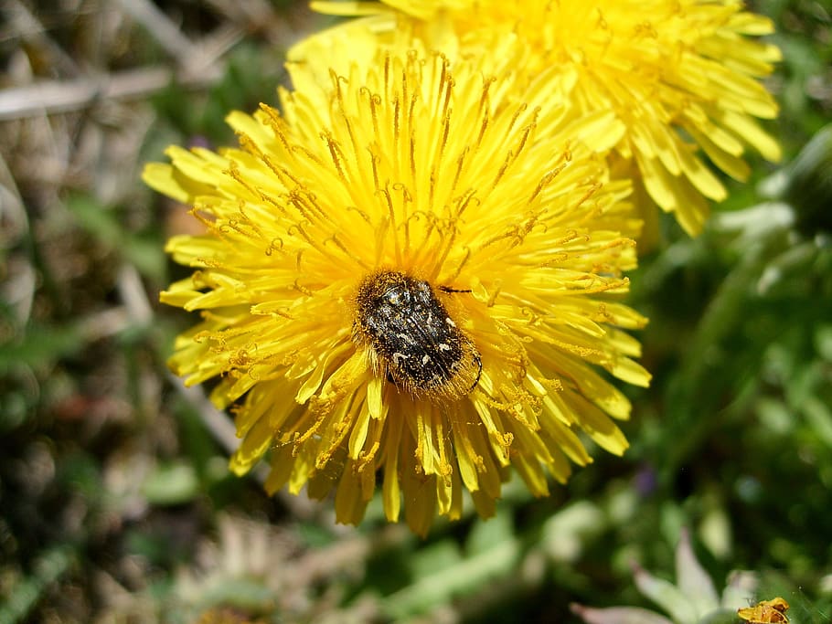 flower, nuns, plant, spring, insect, yellow, flowering plant HD wallpaper