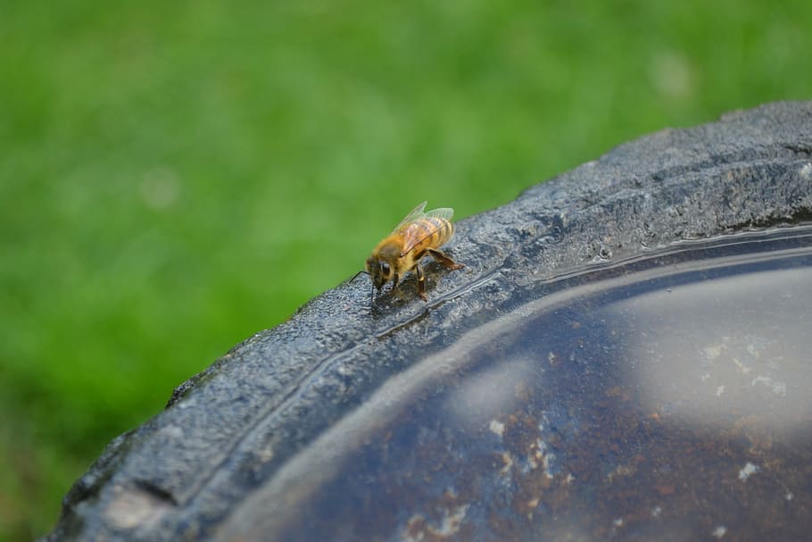 honeybee, drink, insect, buckfast, golden bee, water, animal HD wallpaper