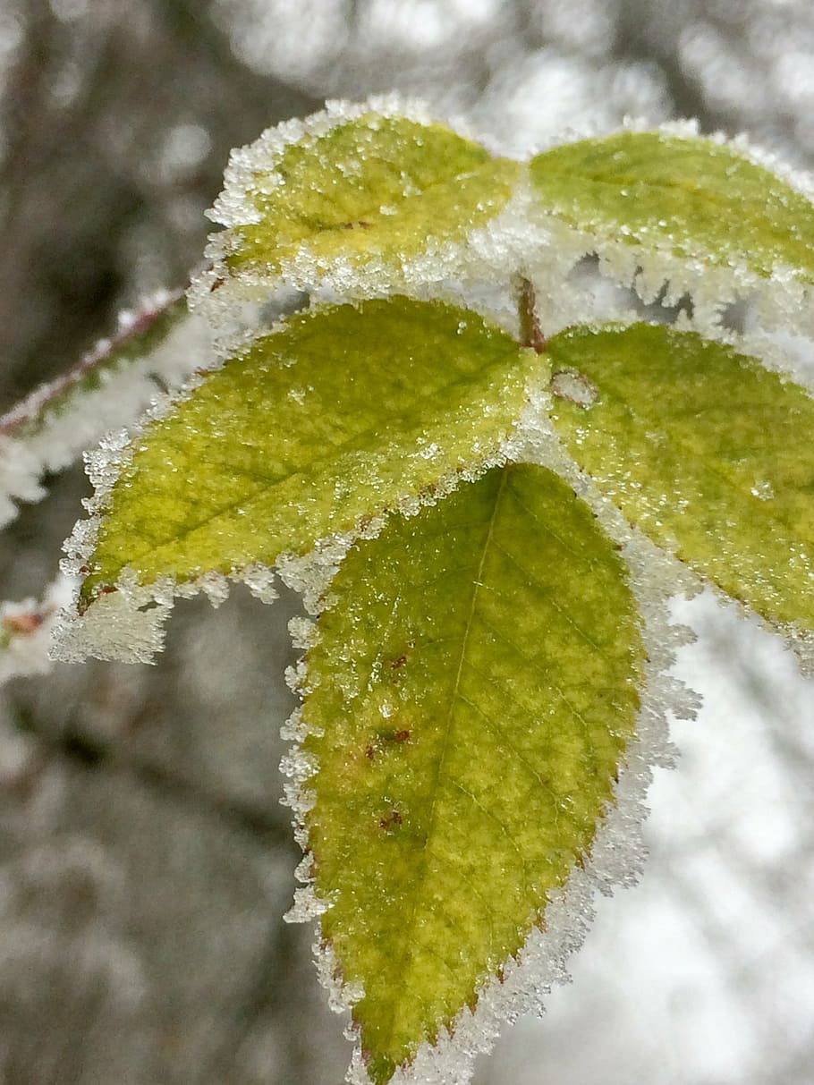 leaves, ice, winter, cold temperature, close-up, green color HD wallpaper