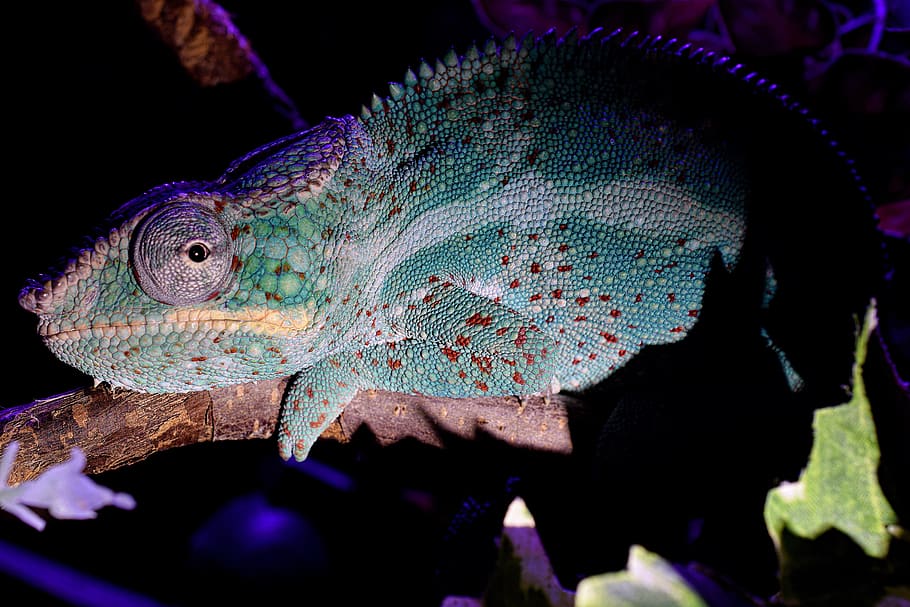 panther chameleon, tired, head, close up, tropical, terrarium animals, HD wallpaper