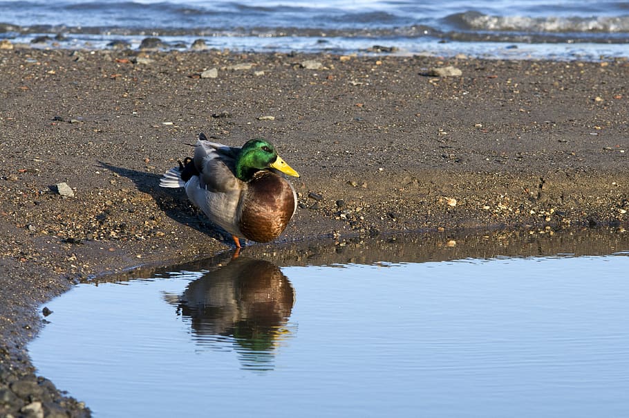 duck, water, outdoors, reflection, animals, resting, river HD wallpaper