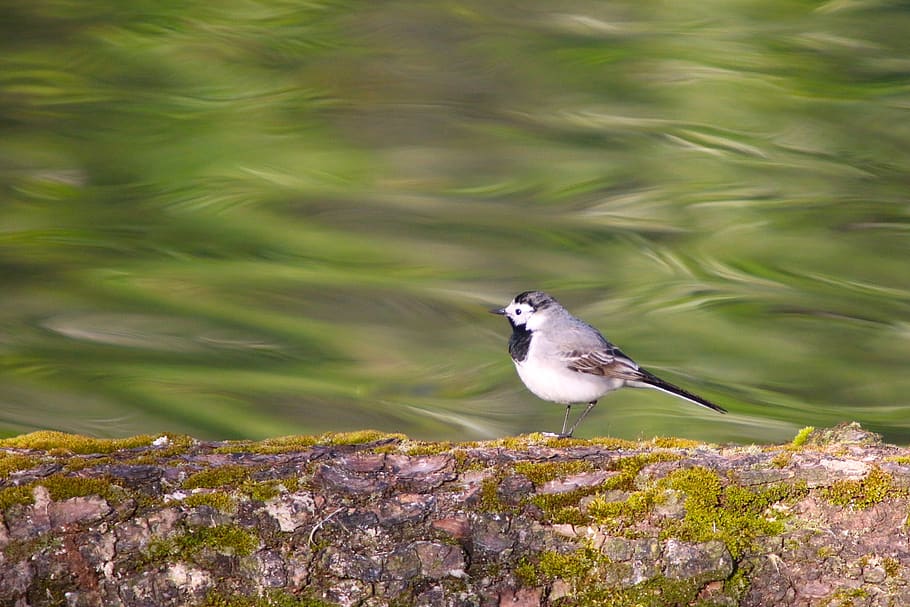 nature, animals, bird, singer, animal themes, vertebrate, one animal HD wallpaper