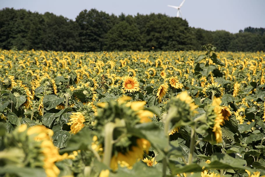 Sun Flower, Nature, Landscape, agriculture, farm, crop, growth HD wallpaper