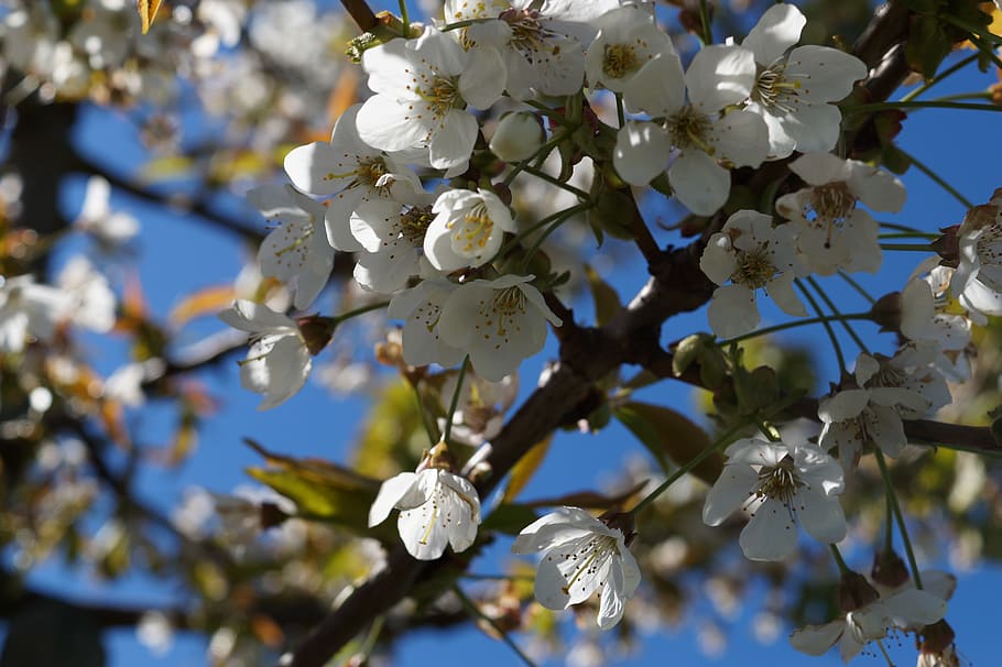 cherry blossom, bloom, old country, flowers, jork, flowering plant HD wallpaper