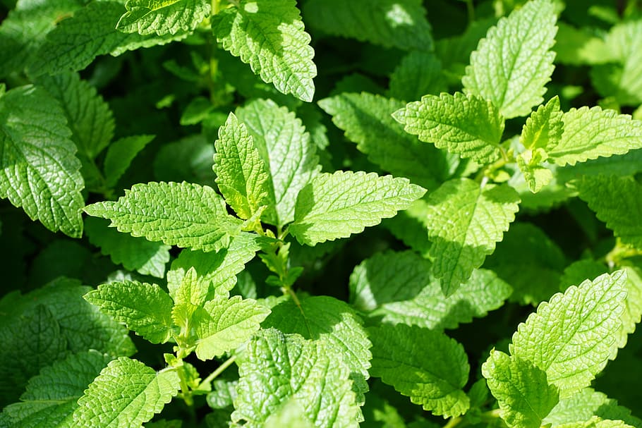 closeup photo of mint plants, green, kitchen herb, leaves, mentol, HD wallpaper