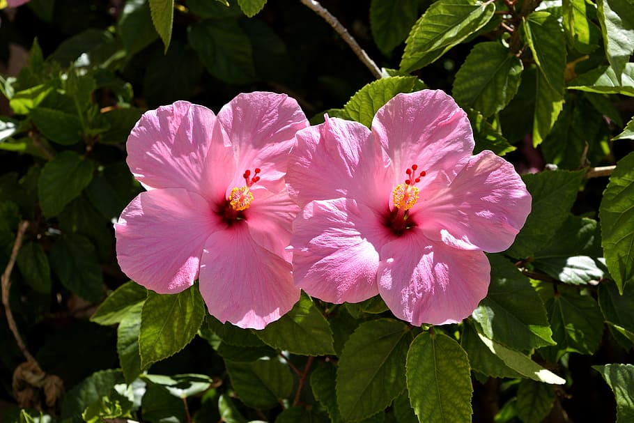 pink Hibiscus flowers, floral, garden, beauty, nature, tropical, HD wallpaper