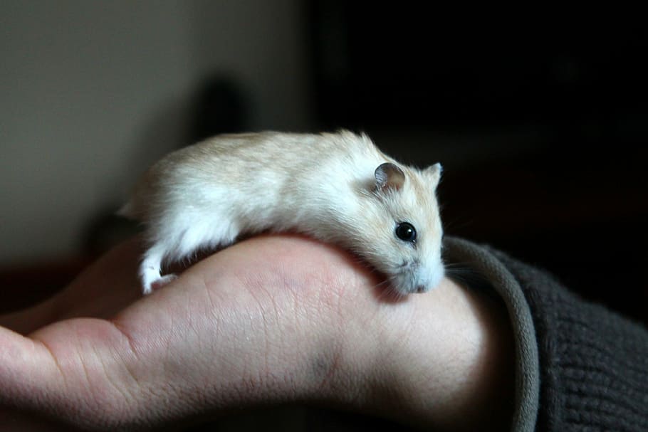 white mouse on person palm, hamster, animal, hand, one animal HD wallpaper