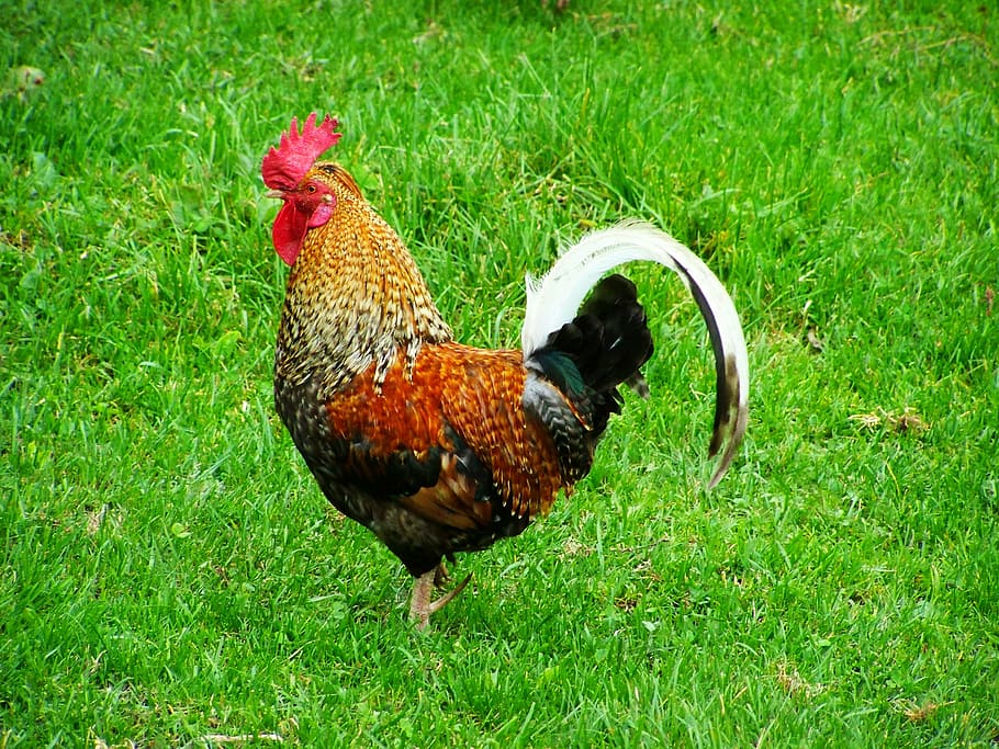 brown, orange, and black rooster on ground during daytime, cock HD wallpaper