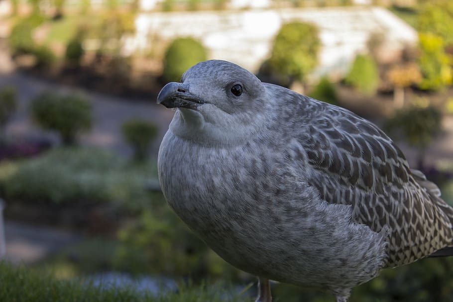 bird, seagull, grey, animal themes, vertebrate, one animal HD wallpaper