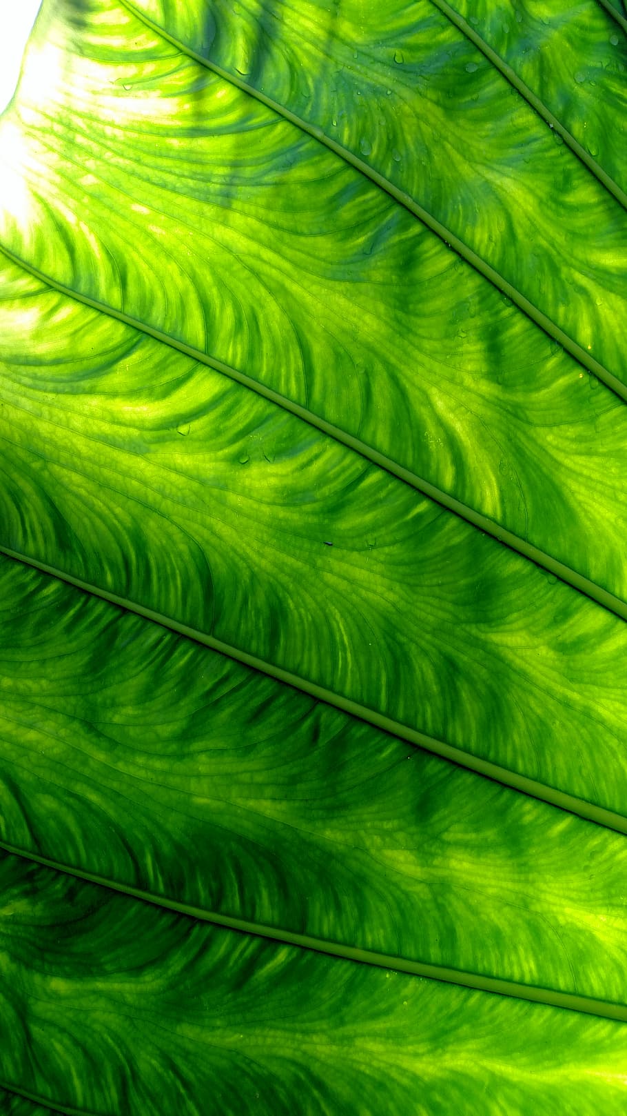 green feathers, green and white textile, leaf, leaf vein, wallpaper HD wallpaper