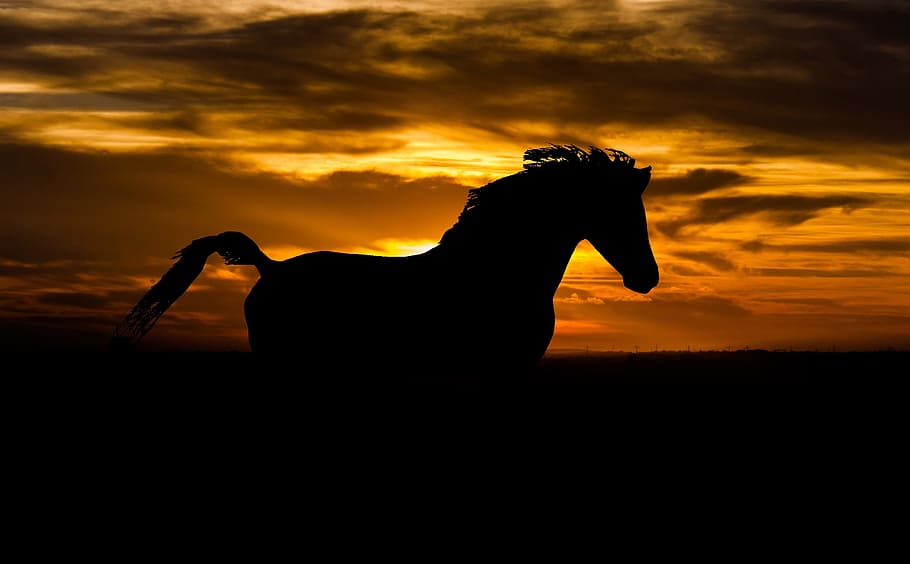 silhouette photo of horse, arab, sunset, black stallion, summer, HD wallpaper