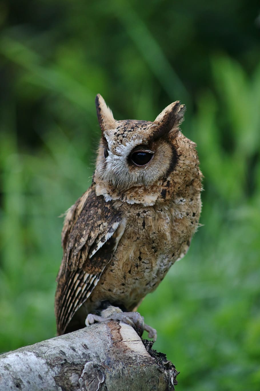 HD wallpaper: Owl, Small, Cute, Bird, small owl, animal, wildlife ...