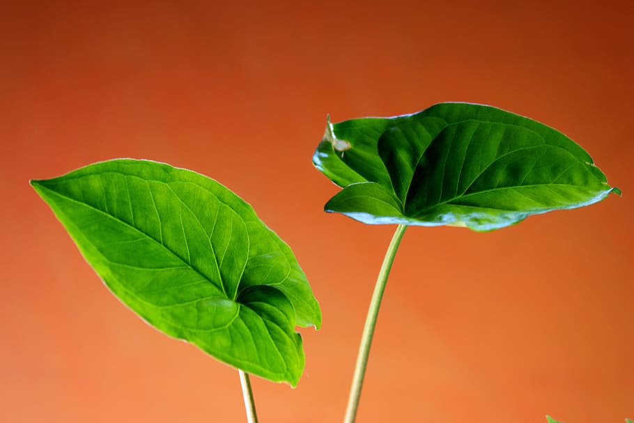 Leaf, Green, Plants, Leaves, green Color, nature, growth, close-up HD wallpaper