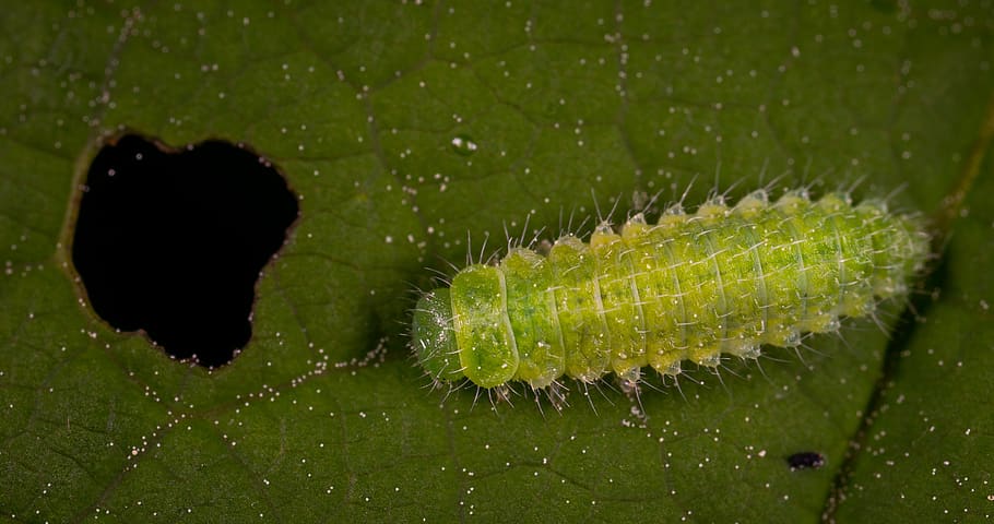 macro, insect, caterpillar, water, green color, plant part HD wallpaper