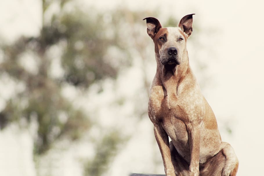 shallow focus photo of short-coated brown dog, selective focus photography of tan dog HD wallpaper