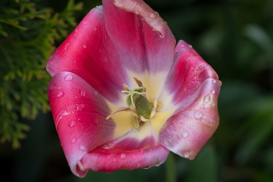 tulip, flower, blossom, bloom, petals, pistil, wet, raindrop HD wallpaper