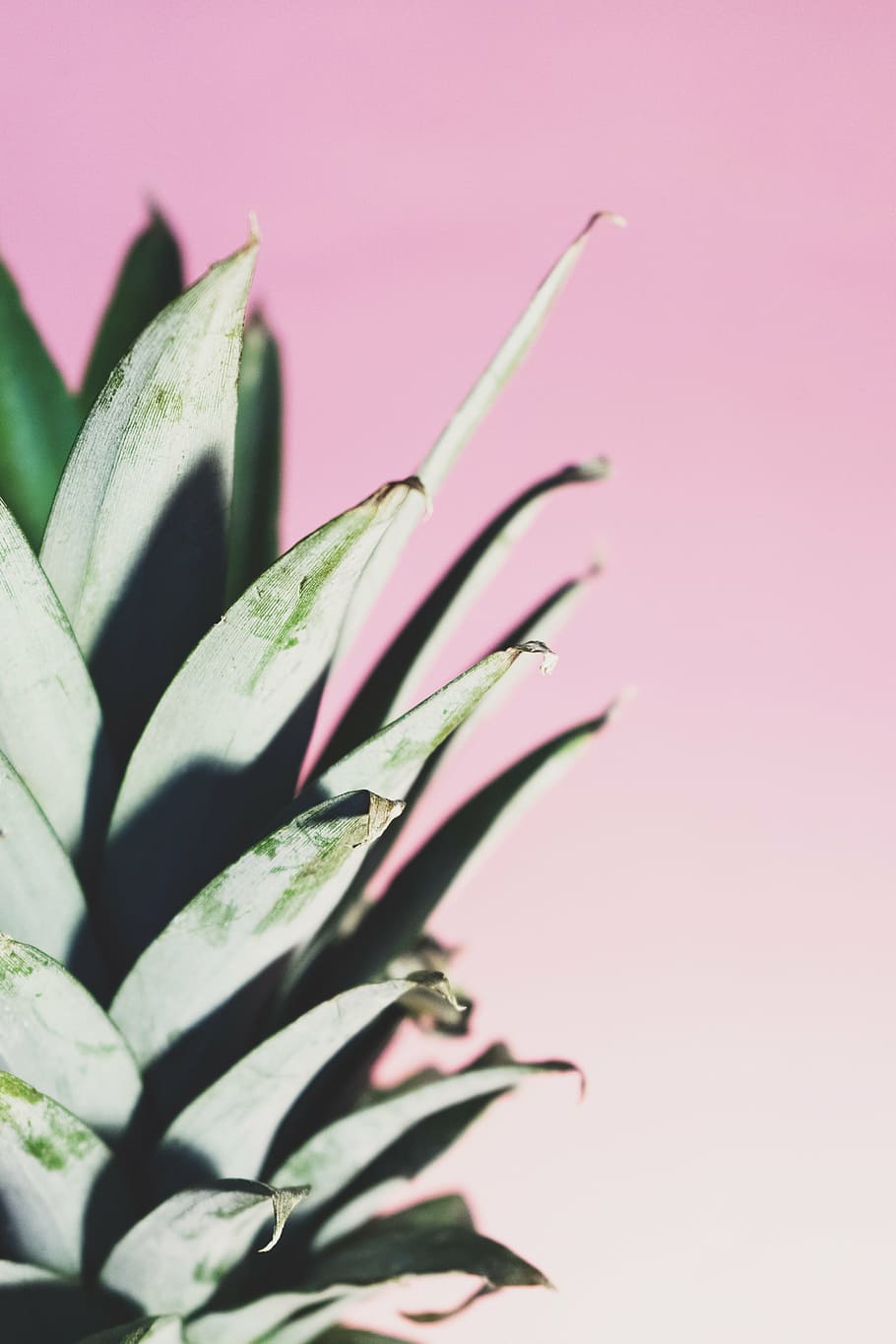 pineapple leaf, dessert, appetizer, fruit, juice, crop, studio shot HD wallpaper