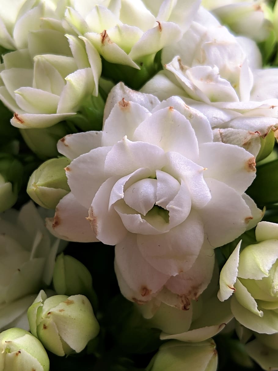 flowers, bloom, petals, white, flowering plant, beauty in nature HD wallpaper