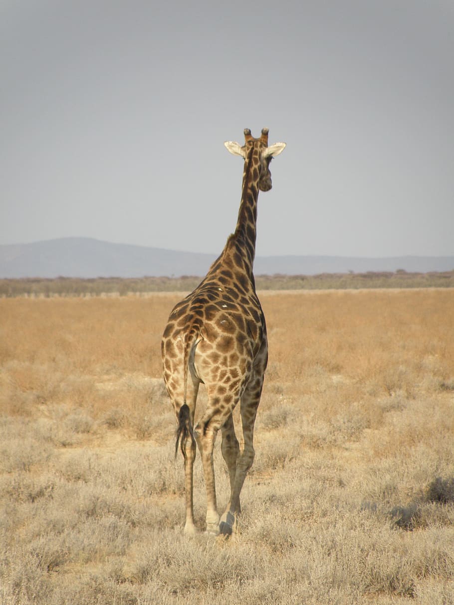 giraffe, namibia, park, animal themes, animal wildlife, mammal HD wallpaper