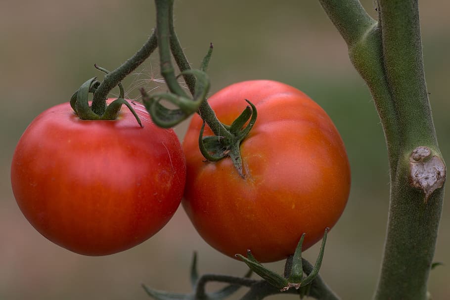 fruit, tomatoes, tomatenrispe, macro, food and drink, healthy eating HD wallpaper