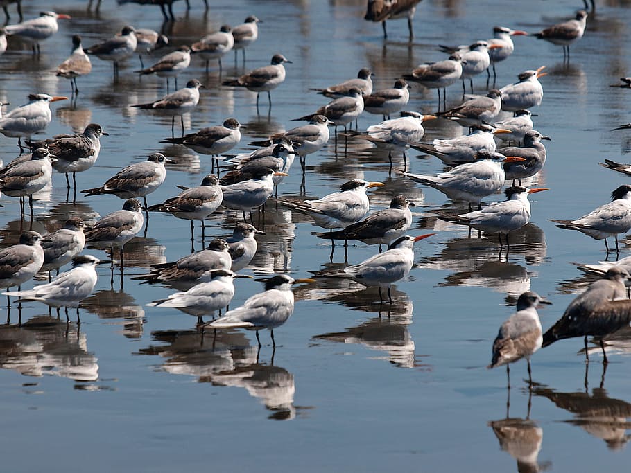 birds, beach, seabirds, water, large group of animals, animals in the wild HD wallpaper