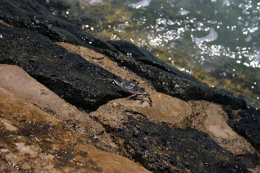 hawaii, crab, ocean, rocks, water, solid, rock - object, nature HD wallpaper
