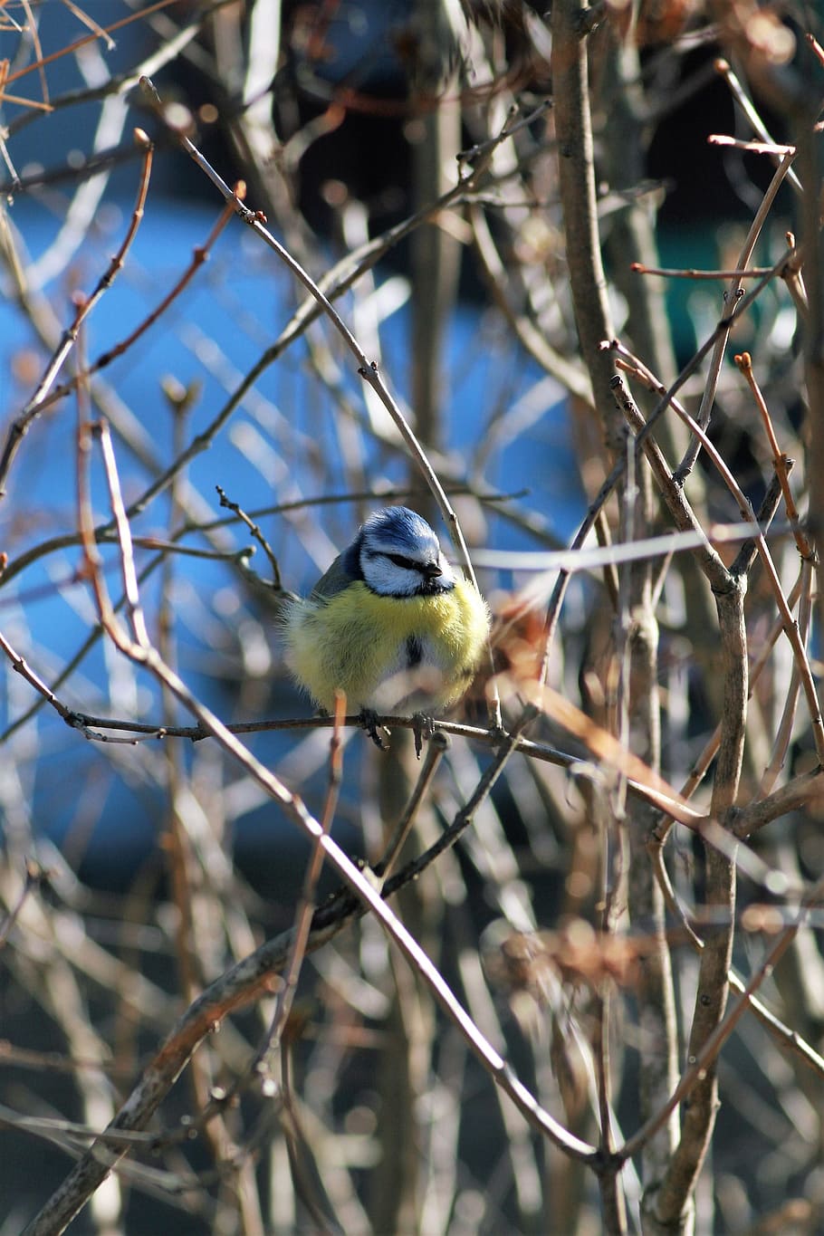 bird-blue-tit-small-birds-springs.jpg