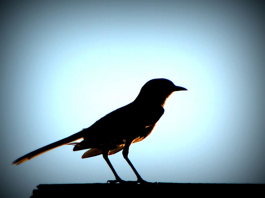 Bird, Sunset, Glow, Black, Shadow, silhouette, one animal, animal themes HD wallpaper