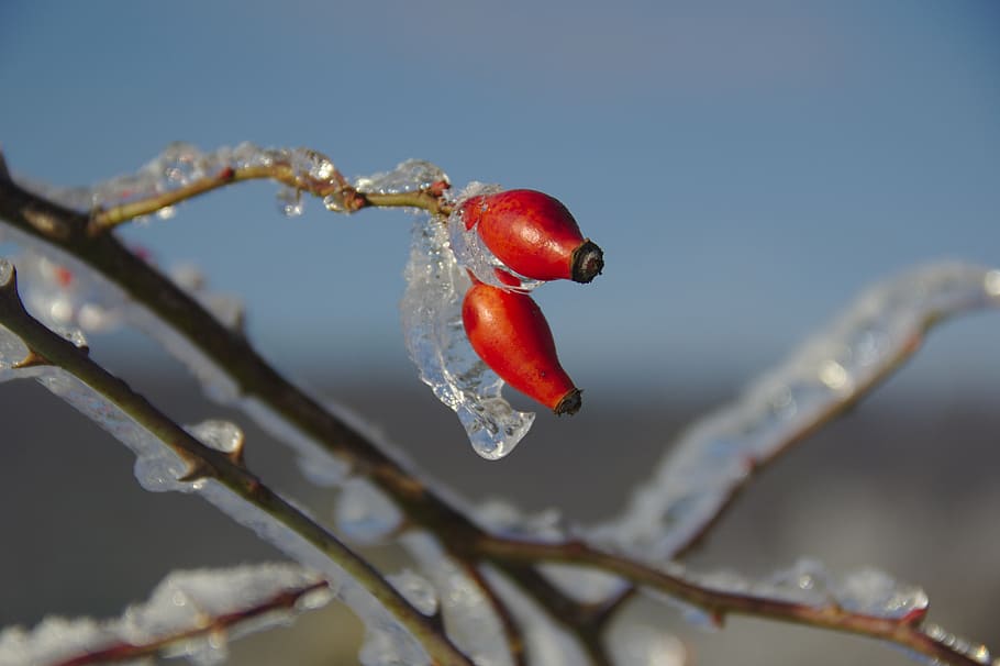 rose hip, winter, wintry, cold, frozen, iced, branch, frozen rosehips HD wallpaper