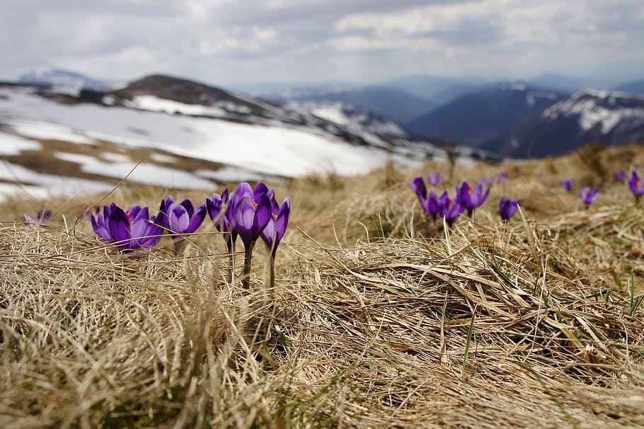 purple petaled flower, selective focus photography of purple petaled flowers HD wallpaper