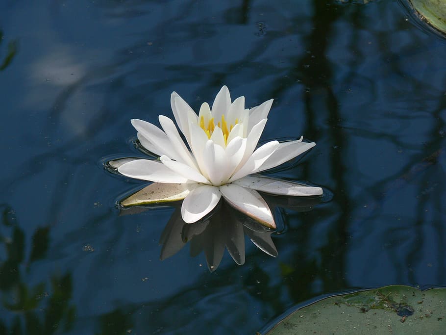 Flower, Pond, Botany, Floating, Nature, petal, water, water lily HD wallpaper