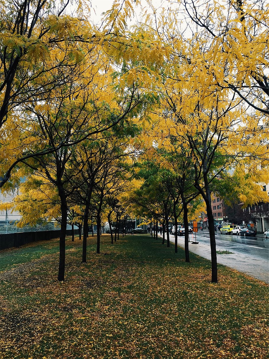 autumn, fall, leaves, trees, grass, sidewalk, street, city HD wallpaper