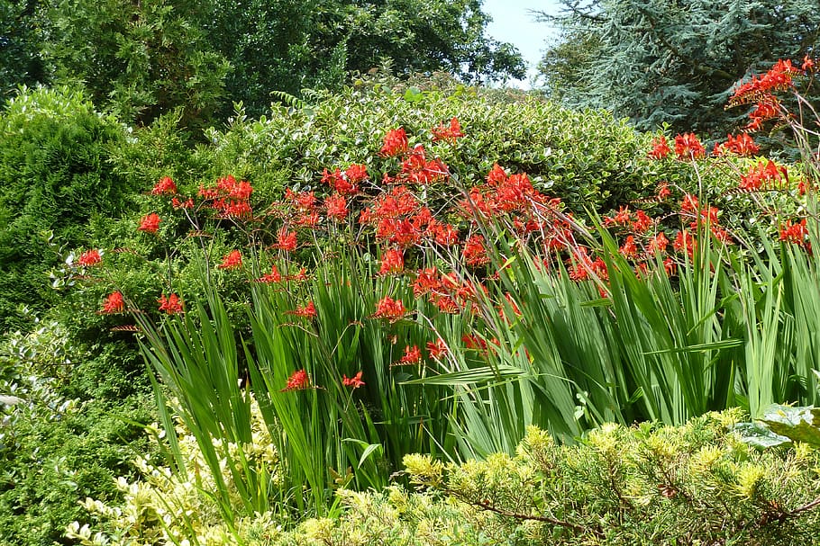 montbretia, flower, plant, growth, beauty in nature, flowering plant HD wallpaper