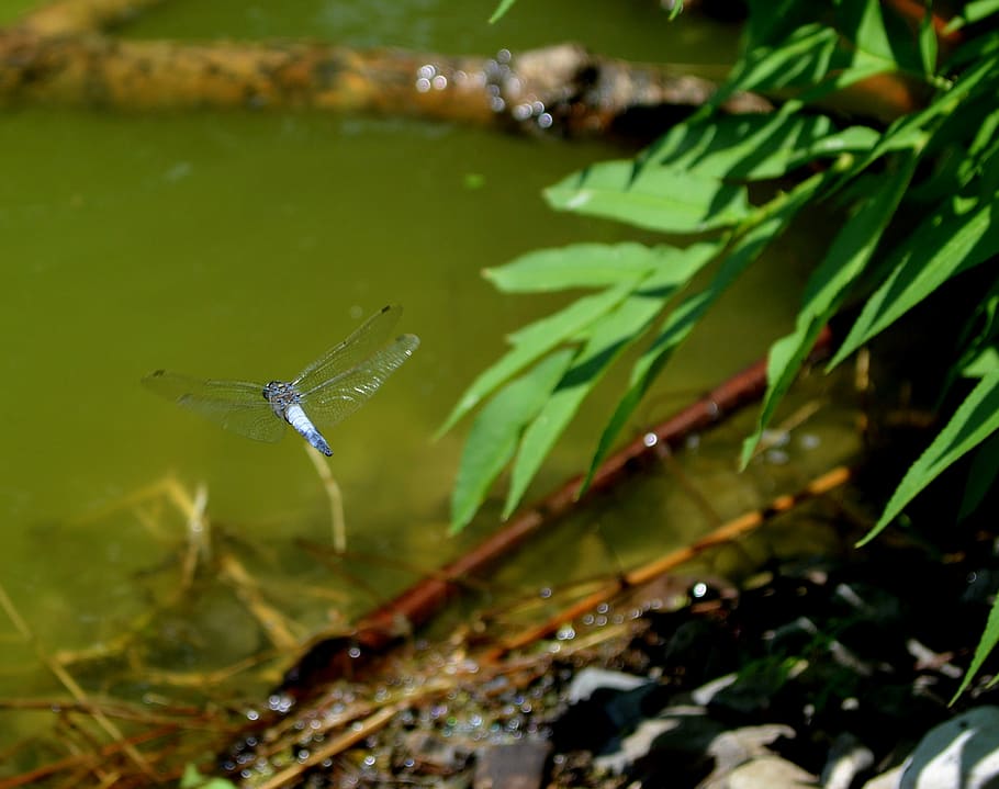 Dragonfly, Lake, Green, Forest, Insect, nature, water, green color HD wallpaper
