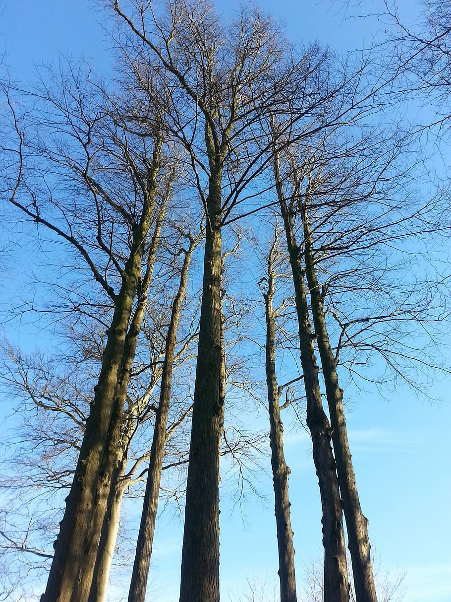 malmö, katrinetorp, autumn, tree, nature, blue sky, forest HD wallpaper