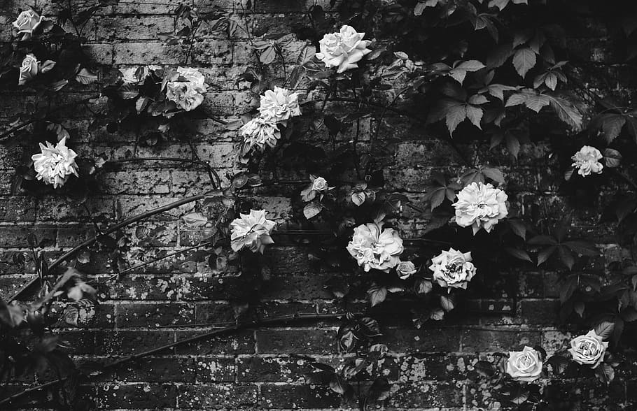 HD wallpaper: Black and white roses, grayscale photography of roses on wall  | Wallpaper Flare
