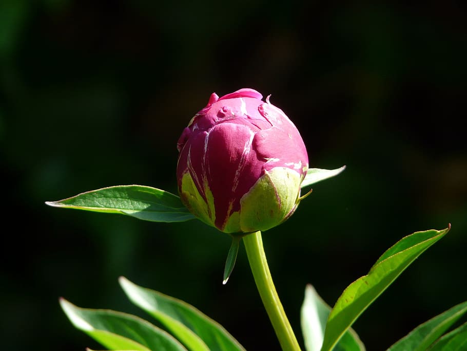 peony, bud, flora, spring, blossom, bloom, pink, garden, leaves HD wallpaper