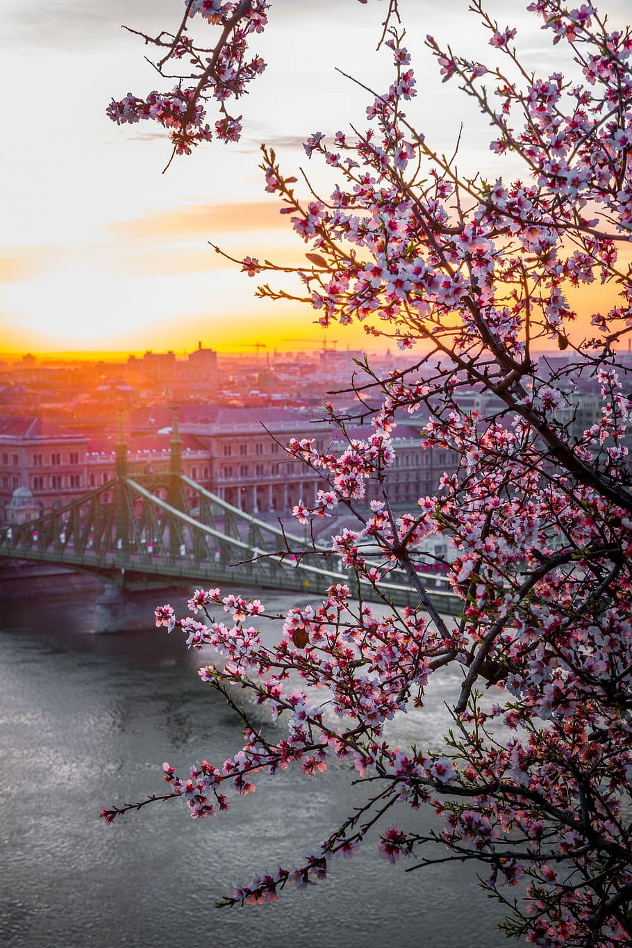 landscape photography of bridge, grey bridge under sunset, tree HD wallpaper