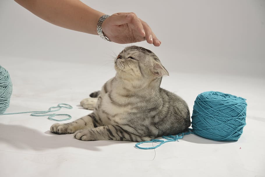 gray tabby cat petted, cute, clean, pets, gray fur, yarn, play HD wallpaper