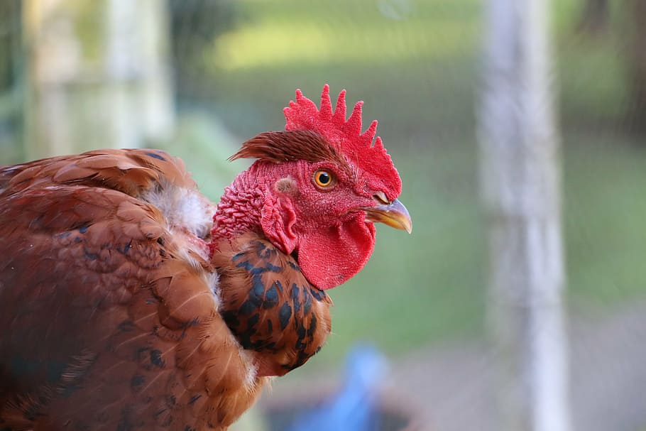 red, chicken, look, crest, bird, animal, chicken - Bird, farm HD wallpaper