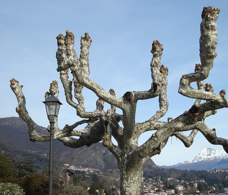 tree, branches, twisted branches, arms, nature, plant, trunk HD wallpaper