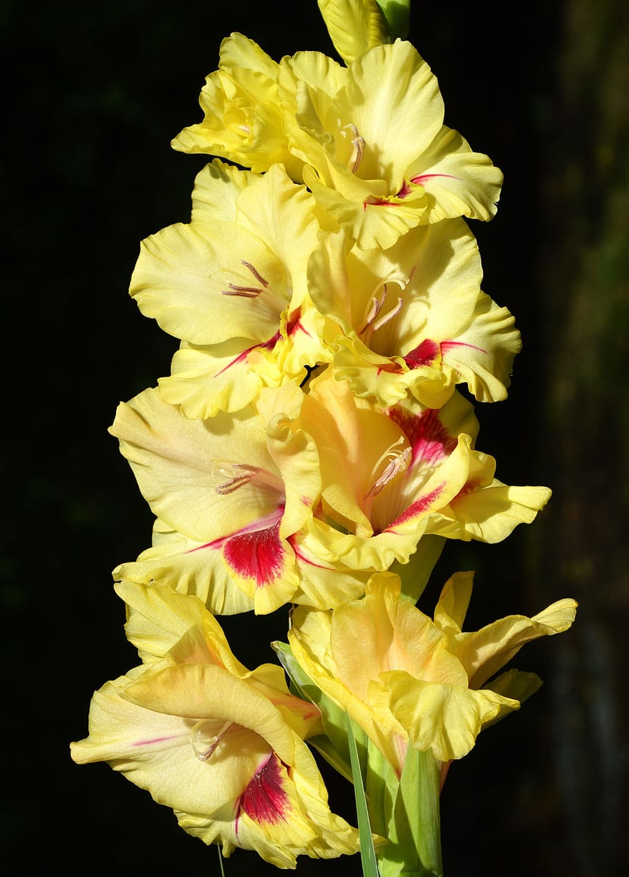 HD wallpaper: gladiolus, gladidus, butterfly greenhouse, sword flower ...