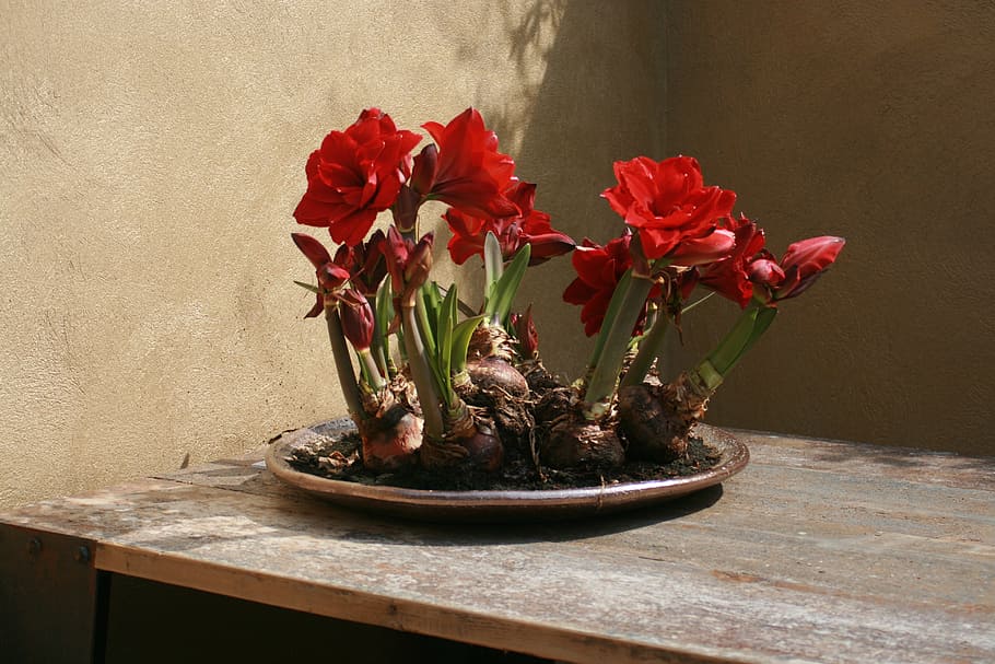 Flowers, Bulbs, Dining Table, red, wooden, light, natural, exposition HD wallpaper
