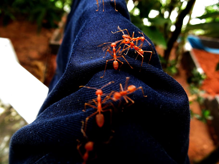 Jeans, Denim, Ants, Insects, red, sting, garment, outdoors HD wallpaper