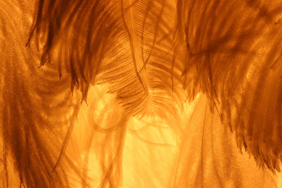 light, lamp, feather, lighting, backgrounds, orange color, close-up HD wallpaper